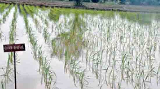 પ્રાકૃતિક કૃષિ (organic farm)