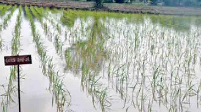 પ્રાકૃતિક ખેતી (natural farm)